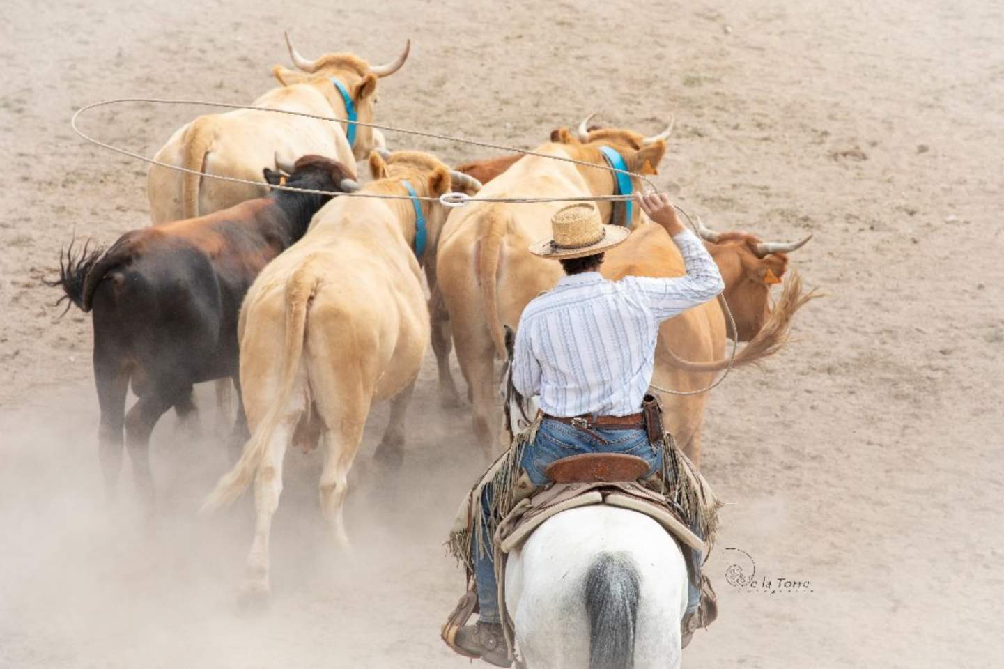 El caballo ganadero o stockhorse