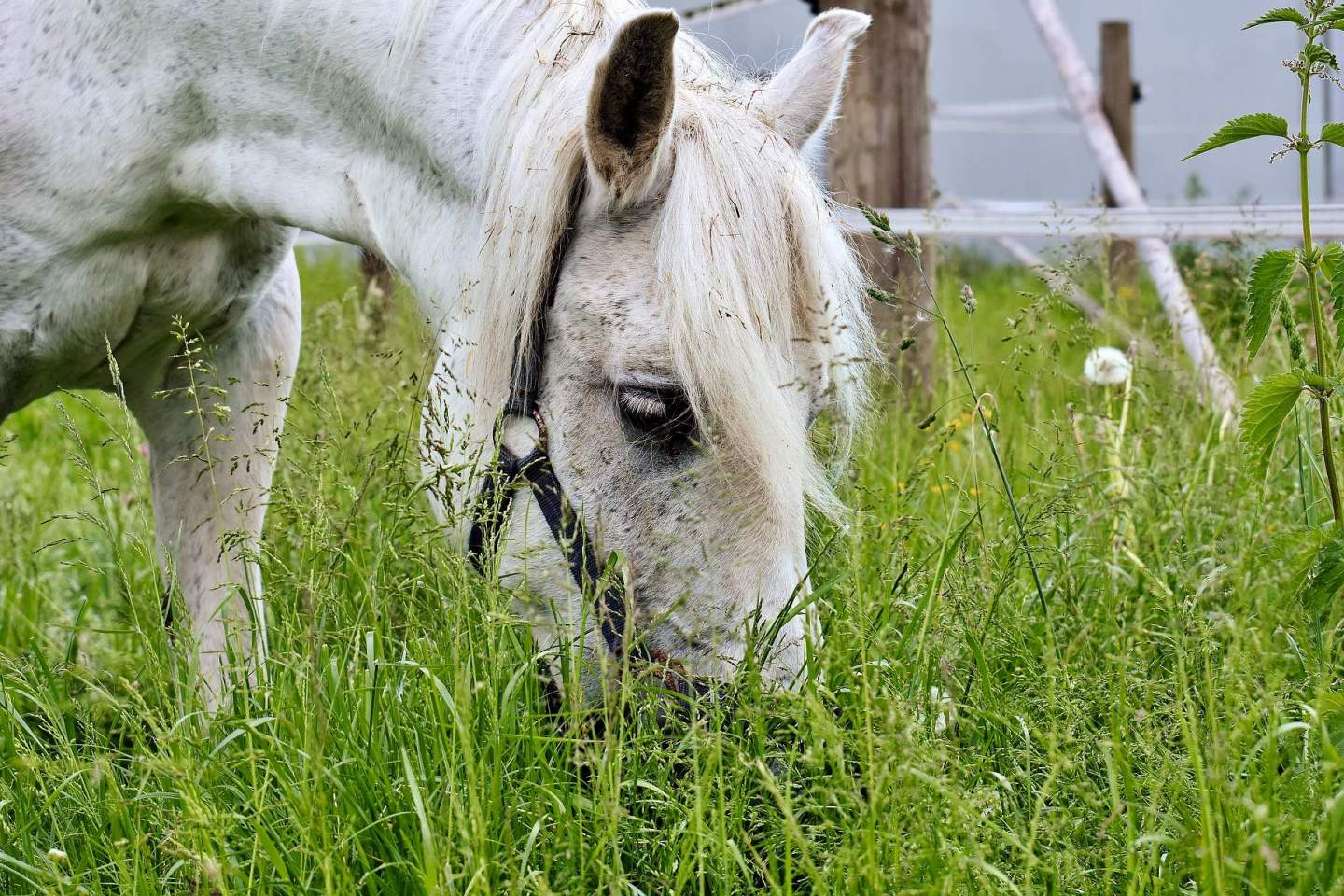 Los peligros de la primavera para tu caballo