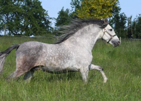 Qué vale un caballo y cuánto cuesta mantenerlo